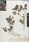 Foto von Salix myrsinifolia Salisb.